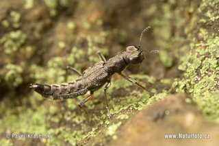 Illustration for article titled Amazing Anuses: Stenus Rove Beetles